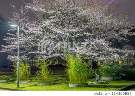 夜桜の名所　真夜中の桜山公園（兵庫県姫路市太市中）※作品コメント欄に撮影位置 114366687