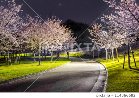 夜桜の名所　真夜中の桜山公園（兵庫県姫路市太市中）※作品コメント欄に撮影位置 114366692
