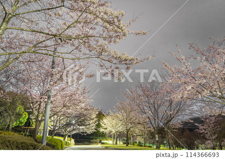 夜桜の名所　真夜中の桜山公園（兵庫県姫路市太市中）※作品コメント欄に撮影位置 114366693