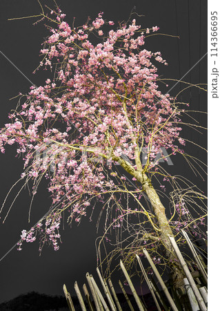 夜桜の名所　真夜中の桜山公園（兵庫県姫路市太市中）※作品コメント欄に撮影位置 114366695