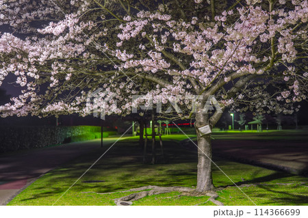 夜桜の名所　真夜中の桜山公園（兵庫県姫路市太市中）※作品コメント欄に撮影位置 114366699