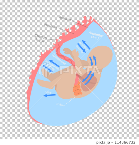 3D Isometric Flat  Conceptual Illustration of Fetal Water Flow, Medical Unborn Baby Functionality 114366732