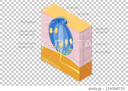 3D Isometric Flat  Conceptual Illustration of Anatomy Of A Taste Bud, Tonge Anatomy 114366733