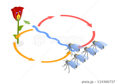 3D Isometric Flat  Conceptual Illustration of Bee Waggle Dance, Animal Language 114366737