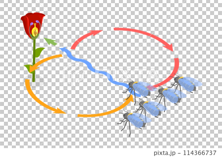 3D Isometric Flat  Conceptual Illustration of Bee Waggle Dance, Animal Language 114366737