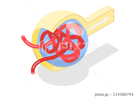 3D Isometric Flat  Conceptual Illustration of Bowmans Capsule Structure, Educational Diagram 114366743