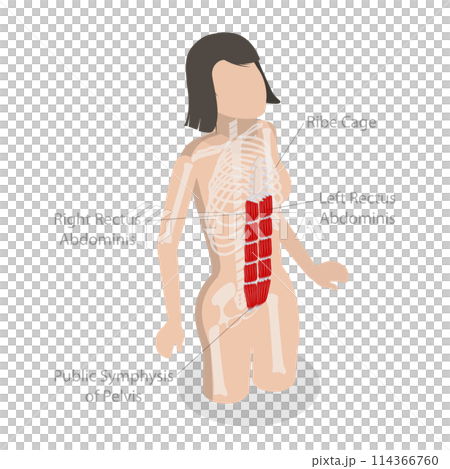 3D Isometric Flat  Conceptual Illustration of Rectus Abdominis, Core Muscle Anatomy 114366760