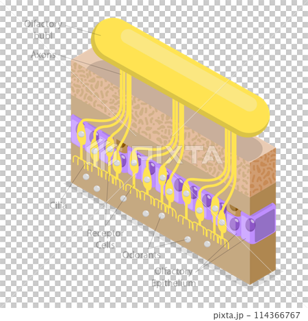 3D Isometric Flat  Conceptual Illustration of Olfactory System, Respiratory Epithelium 114366767