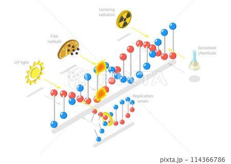 3D Isometric Flat  Conceptual Illustration of DNA Damage, Aging Process 114366786