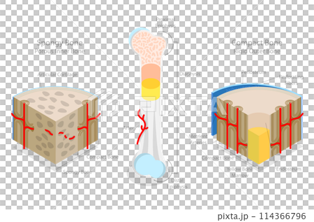 3D Isometric Flat  Conceptual Illustration of Spongy Vs Compact Bone, Educational Diagram 114366796