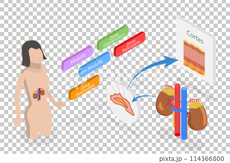 3D Isometric Flat Conceptual Illustration of Adrenal Glands , Educational Diagram 3D Isometric Flat Conceptual Illustration of Adrenal Glands , Educational Diagram 114366800