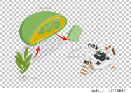 3D Isometric Flat  Conceptual Illustration of Chlorophyll And Chloroplast , Labeled Educational Diagram 114366804
