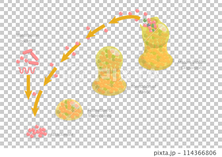 3D Isometric Flat  Conceptual Illustration of Biofilm Formation Stages, Life Cycle of Staphylococcus Aureus 114366806