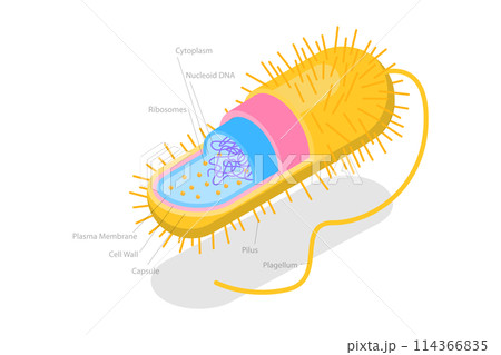 3D Isometric Flat  Conceptual Illustration of Archaebacteria, Anatomical Bacteria Structure 114366835