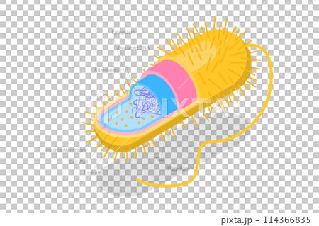 3D Isometric Flat  Conceptual Illustration of Archaebacteria, Anatomical Bacteria Structure 114366835