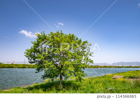 春の淀川風景　新緑の木と菜の花 114366865