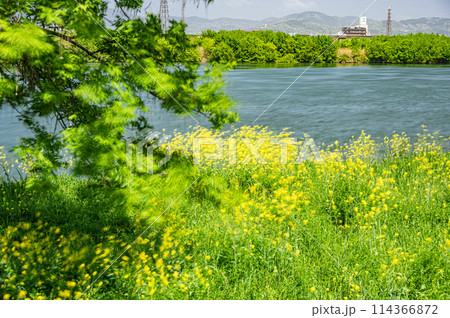 春の淀川風景　風に揺れる新緑の木と菜の花 114366872
