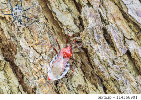 脱皮したばかりのヨコヅナサシガメ 114366901