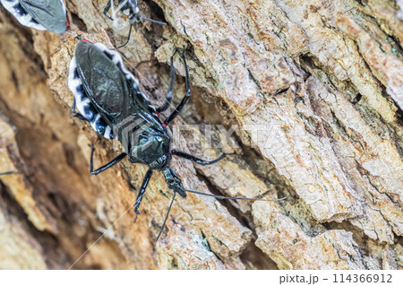 ヨコヅナサシガメ ヨコヅナサシガメ 114366912