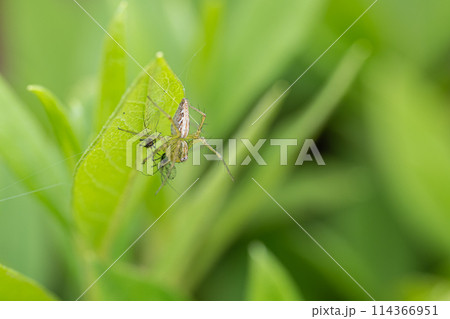 ササグモの捕食 114366951