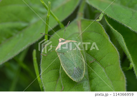 ミナミアオカメムシ 114366959
