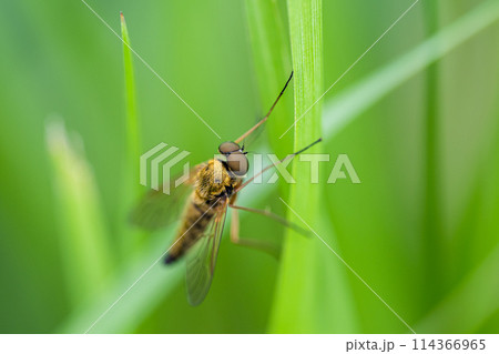 キアシキンシギアブ 114366965