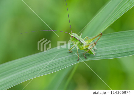 キリギリス幼虫 キリギリス幼虫 114366974
