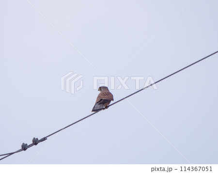 チョウゲンボウ 114367051