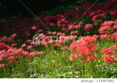 赤羽緑地・自然観察ふれあい公園　＃8 114367062