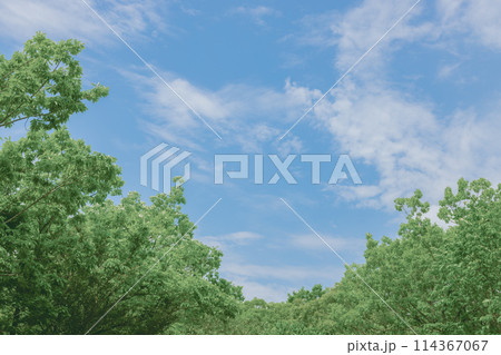 青空と新緑 114367067