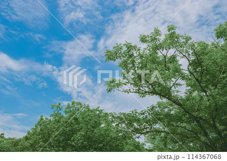 青空と新緑 青空と新緑 114367068