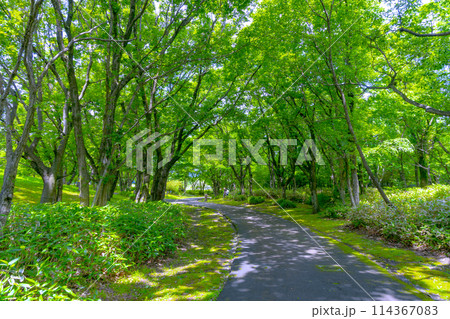 新緑のトンネルと小道 鮮やかな緑の木立の中を小路が通る 新緑のトンネルと小道 鮮やかな緑の木立の中を小路が通る 114367083