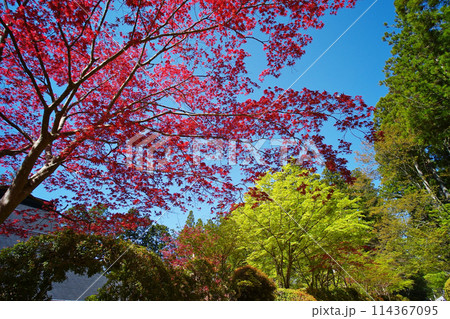世界遺産高野山の蛇腹道の情景 114367095