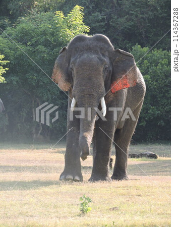 スリランカゾウ（オス） 114367288