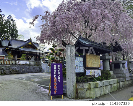 桜咲く桜山神社 桜咲く桜山神社 114367329