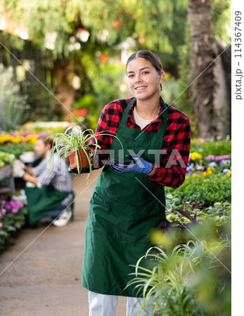 Female florist in apron taking care of potted flowers in flower shop 114367409