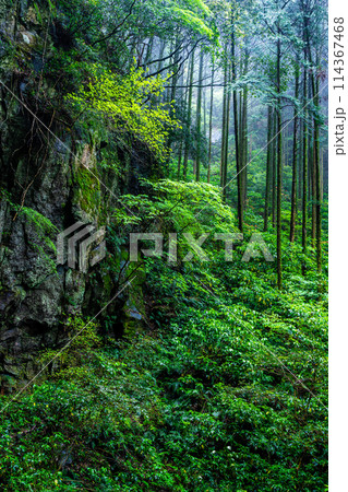 新緑の岩戸神社　【長崎県雲仙市】 114367468