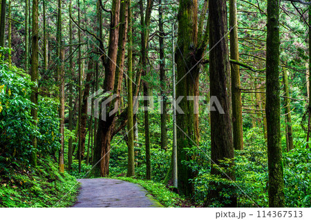 新緑の岩戸神社　【長崎県雲仙市】 114367513