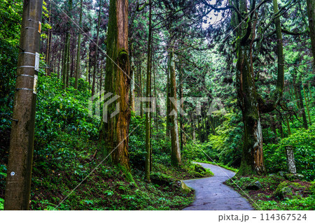 新緑の岩戸神社　【長崎県雲仙市】 114367524