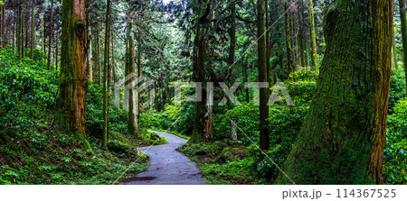 新緑の岩戸神社　パノラマ　【長崎県雲仙市】 114367525