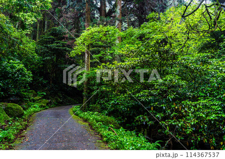新緑の岩戸神社　【長崎県雲仙市】 114367537