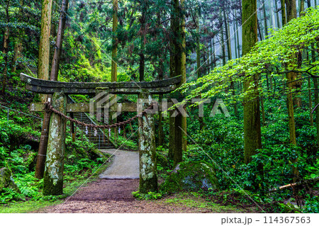 新緑の岩戸神社　【長崎県雲仙市】 114367563