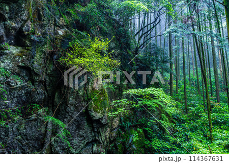 新緑の岩戸神社　【長崎県雲仙市】 114367631