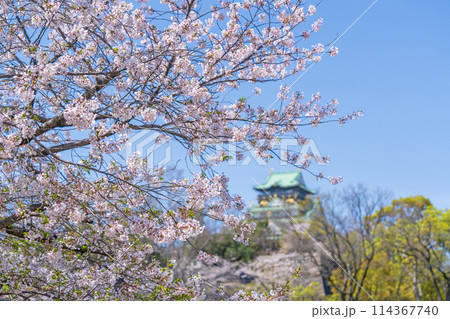 【桜】春の大阪城公園 【桜】春の大阪城公園 114367740