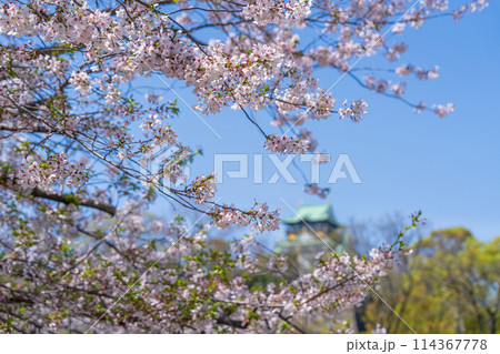【桜】春の大阪城公園 【桜】春の大阪城公園 114367778