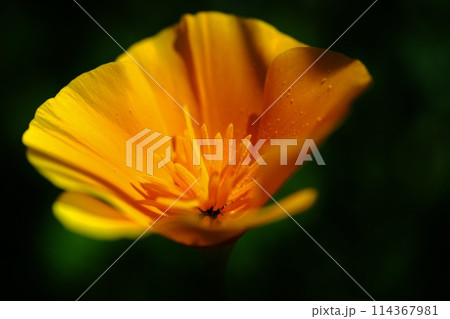 淡黄色に咲くハナビシソウの花 114367981