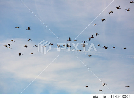 Migration of flock of cranes in the sky Migration of flock of cranes in the sky 114368006