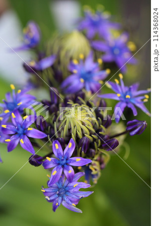 シラー・ペルビアナの花芽と花 114368024