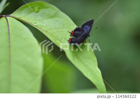 蝶 チョウ 蝴蝶 114368122