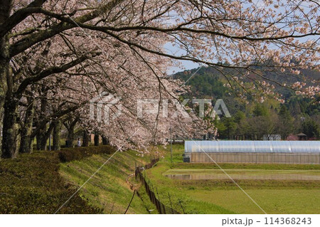 桜のある風景 桜のある風景 114368243